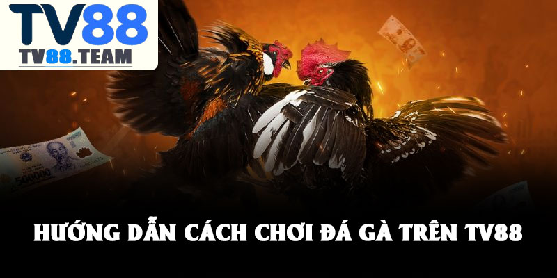 Đá gà TV88 – Khám phá thế giới giải trí online sôi động 4 Hướng dẫn cách chơi đá gà trên TV88