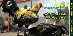 Giới thiệu sảnh đá gà BET3363