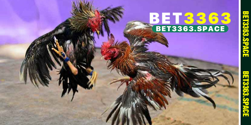 TOP 4 ưu điểm sảnh cược đá gà BET3363