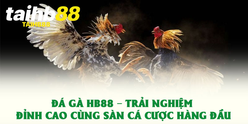 Đá gà HB88 – Trải nghiệm đỉnh cao cùng sàn cá cược hàng đầu 2 Đá gà HB88 – Trải nghiệm đỉnh cao cùng sàn cá cược hàng đầu
